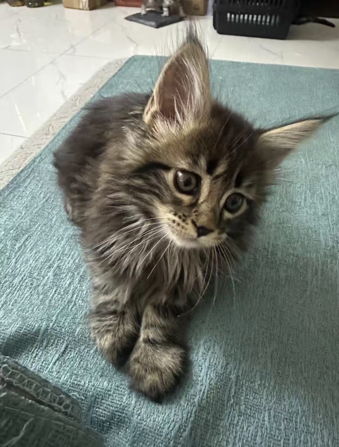 棕虎缅因妹妹，两个月，两针疫苗，活泼可爱，性格好